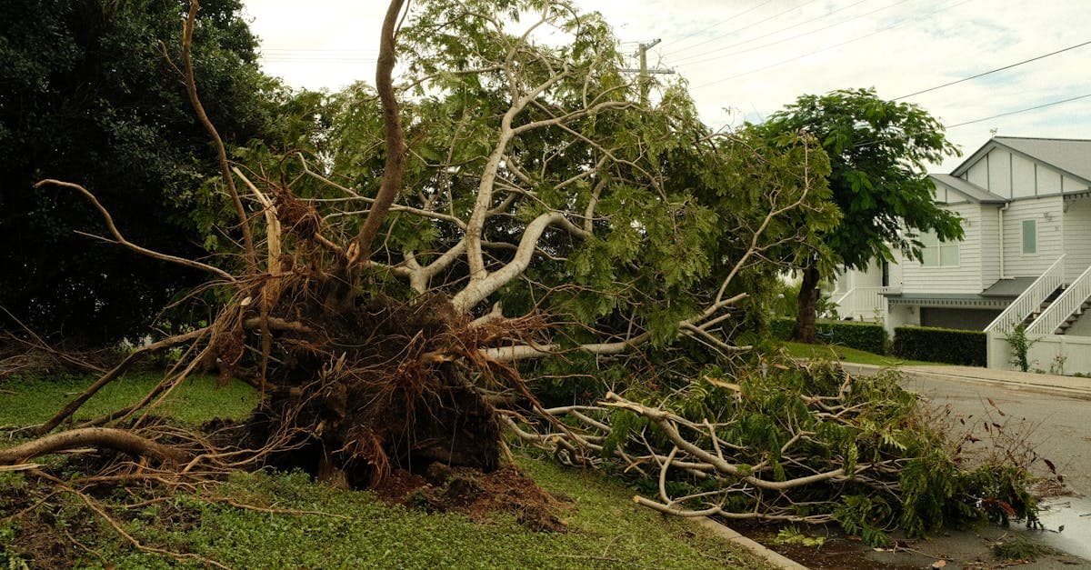Cover Image for Landscaping Damage From Fallen Trees: What Insurance Pays
